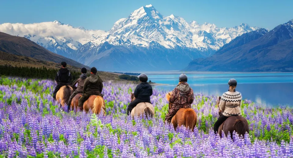 Studenti della Wakatipu High School cavalcano attraverso un campo di lupini viola davanti a montagne innevate.