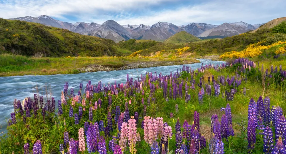 Un prato con lupini colorati sulla sponda di un fiume davanti a montagne innevate vicino al Central Southland College.