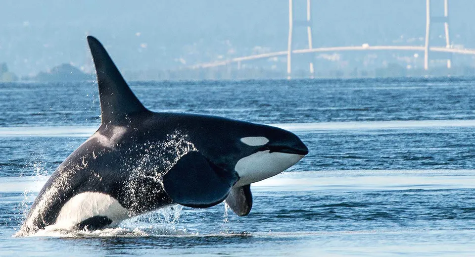 Un gruppo di studenti della Robert Bateman Secondary School osserva un'orca che salta fuori dall'acqua, con un ponte sospeso sullo sfondo.