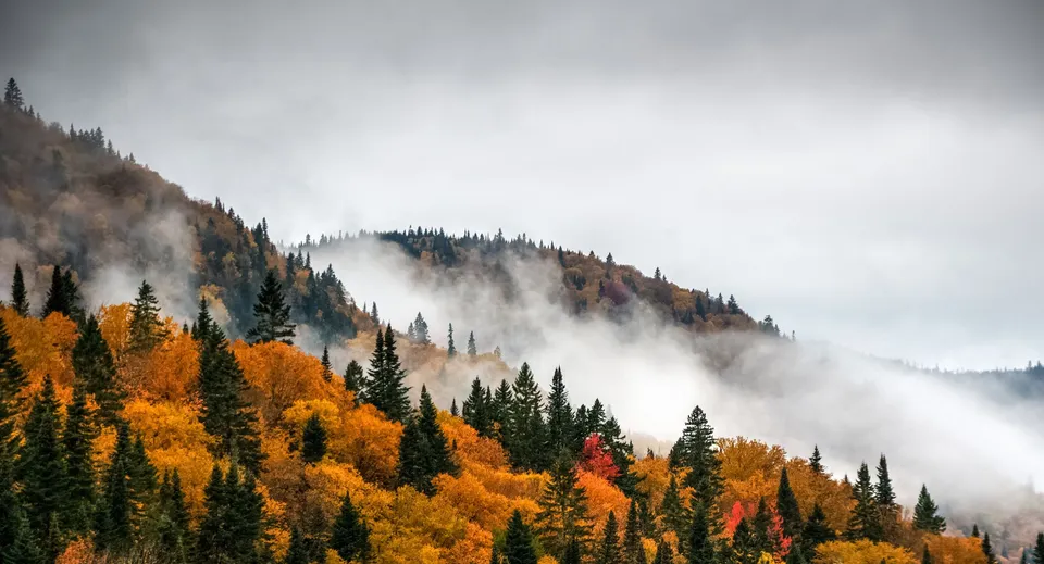 Un bosco con colori autunnali avvolto dalla nebbia lungo il pendio di una collina.