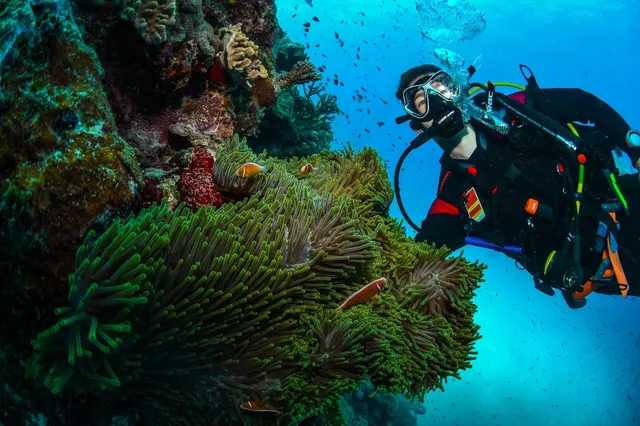 Submarinista junto a una anémona verde con peces payaso en un arrecife de coral