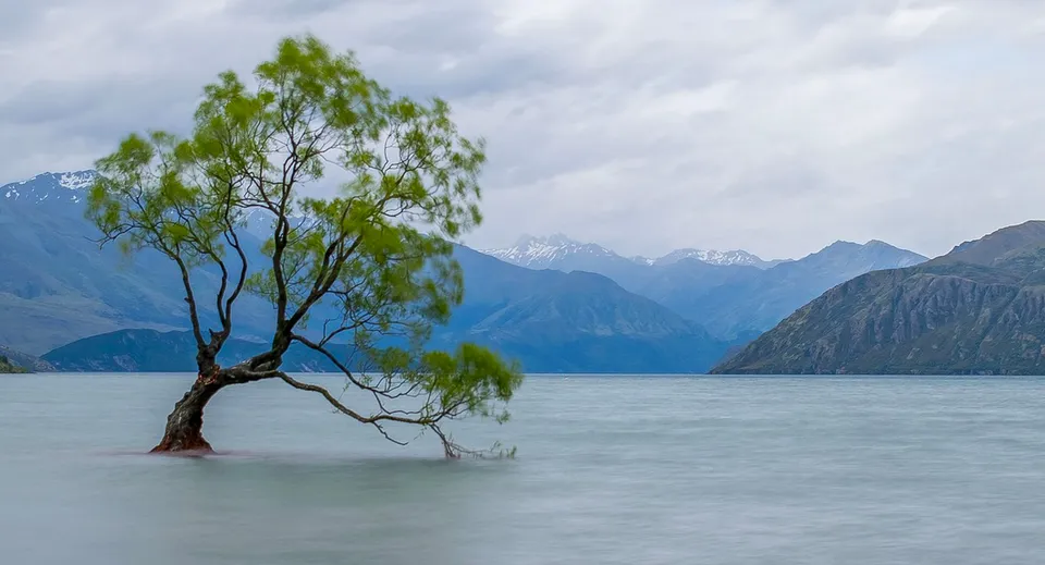 Un albero solitario si erge in acque calme davanti alle montagne, circondato dalla natura vicino al Mount Aspiring College.