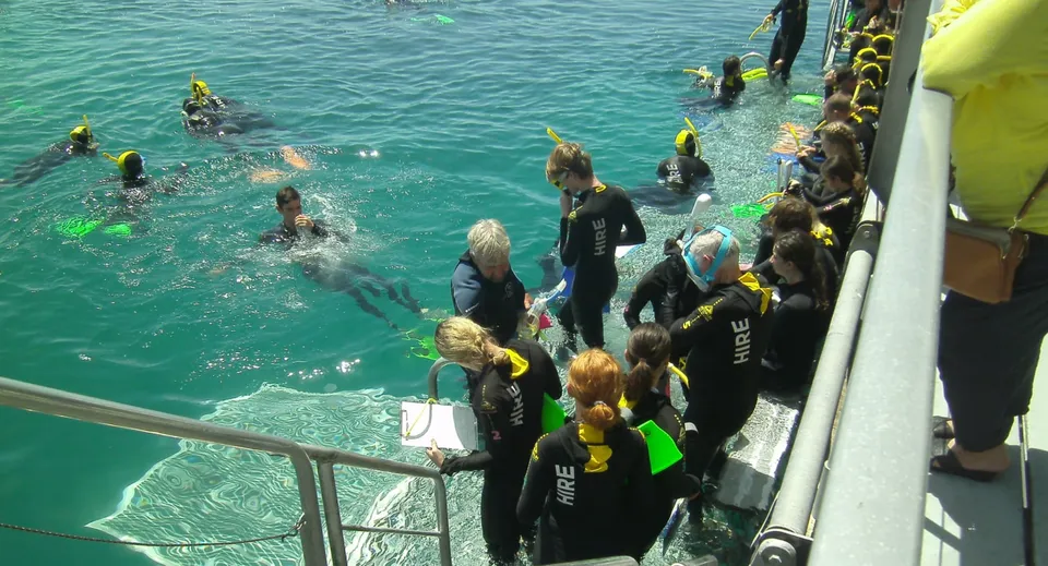 Studenti della Centenary State High School in muta da sub mentre osservano animali marini nell'acqua limpida e turchese.