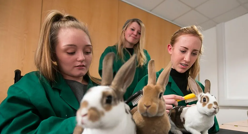 Tre studentesse del South Downs College accarezzano diversi conigli in un'aula.