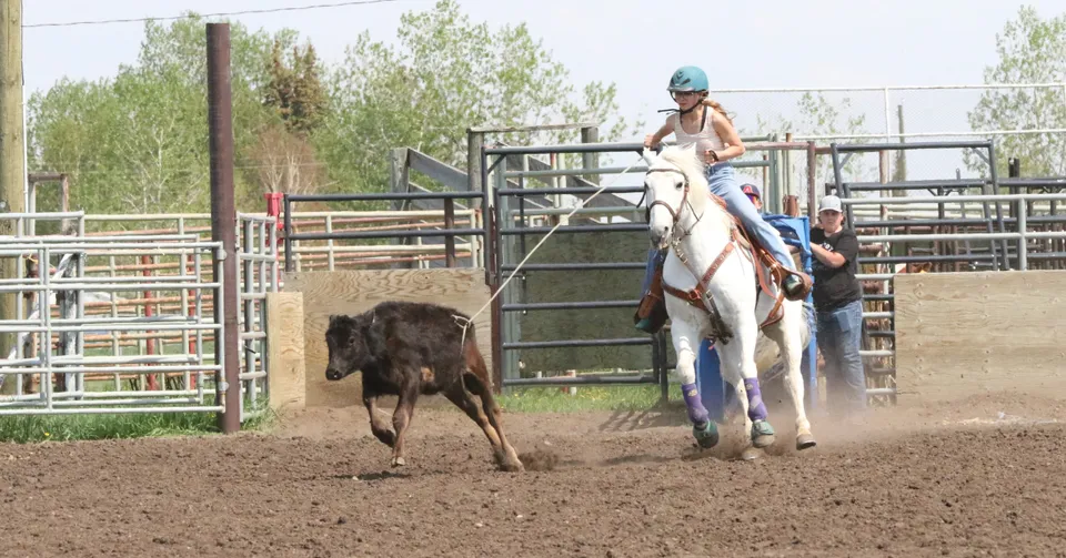 Una persona cavalca un cavallo bianco e insegue un animale marrone in un'arena sul terreno della Foremost School.