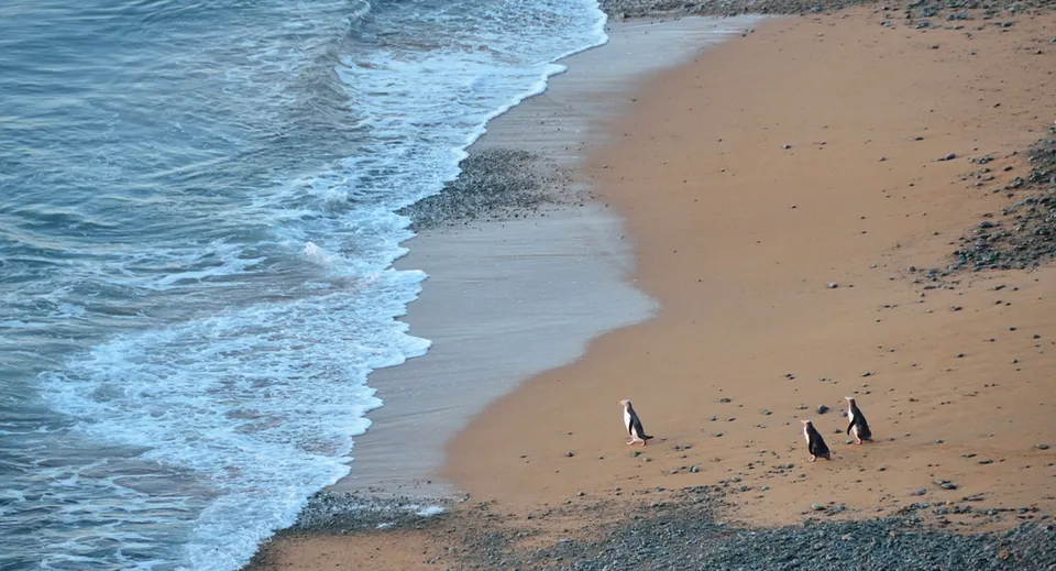 Una tranquilla ripresa della spiaggia con onde dolci e sabbia situata vicino alla Waitaki Girls’ High School.