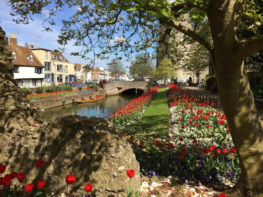 Il fiume Stour a Canterbury con le aiuole di tulipani rossi dei Westgate Gardens e le case sullo sfondo