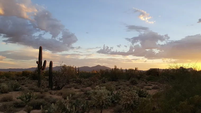 Wüstenlandschaft mit Saguaro-Kakteen und Bergen im Abendlicht