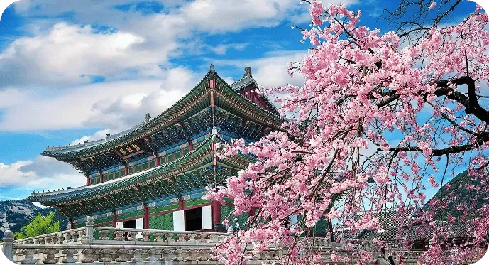 Vorschaubild zum Film über Korea: Palast in Seoul hinter blühenden Kirschbäumen