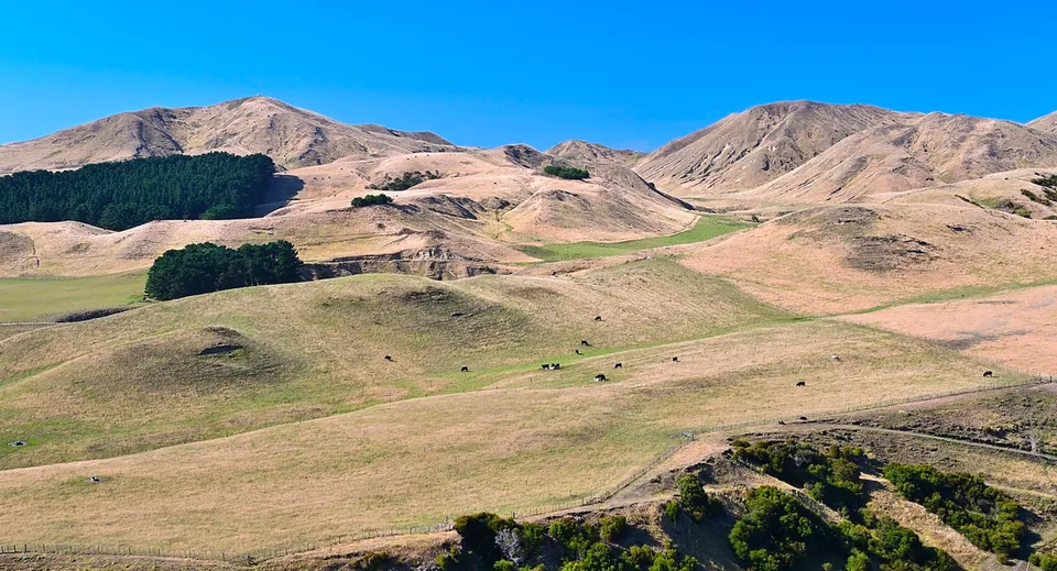 Un paesaggio montuoso con colline erbose e alberi sparsi sotto un cielo limpido nei terreni della Taradale High School.